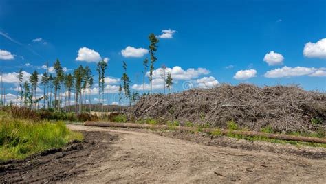 Pile Of Harvested Wood In Forest Stock Image Image Of Agricultural