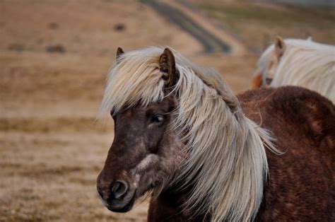Islandske Heste Nordiskt Samarbete