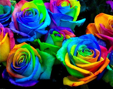 Get Images Beautiful Rainbow Roses