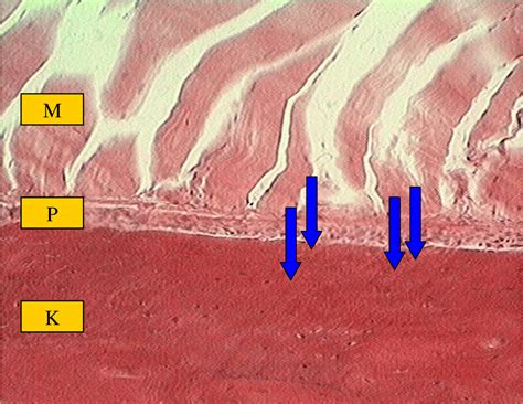 Pdf The Periosteum Part Anatomy Histology And Molecular Biology