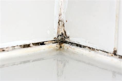 Mold Vs Mildew Easy Ways To Tell The Difference Lovetoknow