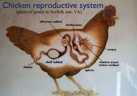 How Does A Rooster Fertilize An Egg Rankiing Wiki Facts Films