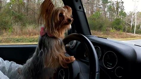 Sissy The Funny Yorkie Can Drive And She Needs Your Vote To Become