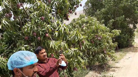 Saudi Arabian Biggest Mango Orchard YouTube