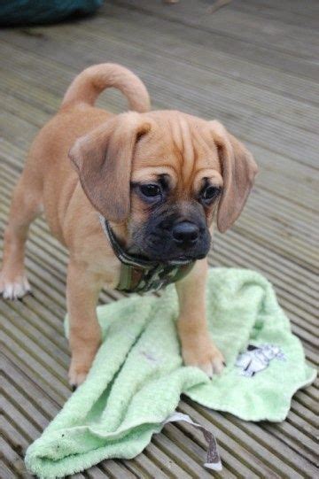 Catch The Lovely Funny Puggle Dog Pictures Hilarious Pets Pictures