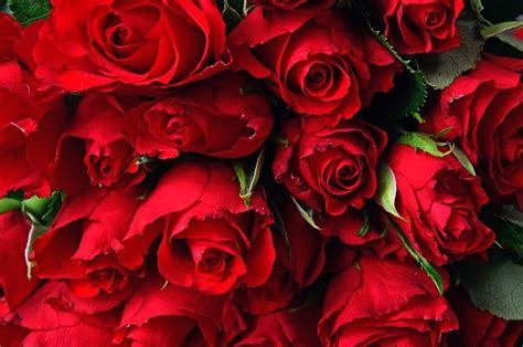 Red Rose Bouquet Free Photo On Pixabay Pixabay