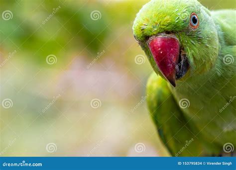 Green Parrot Portrait Staring Into The Camera Stock Photo Image Of