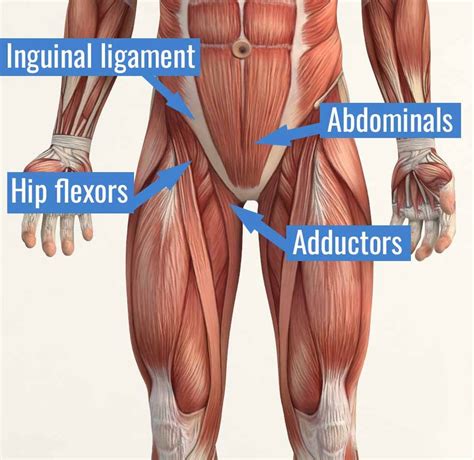 Groin Pain And Strain Physiovive