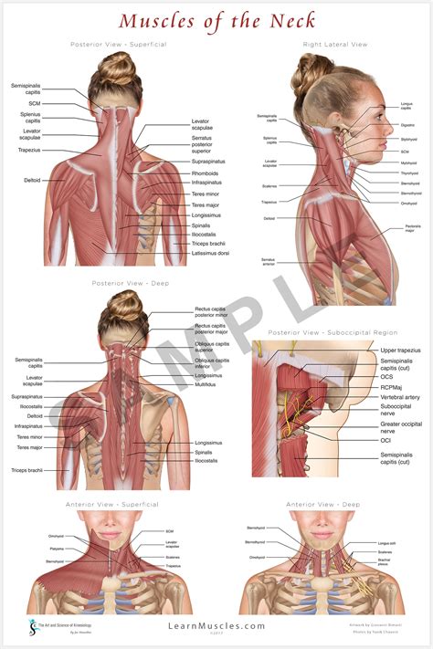 Muscles Of The Neck 24 X 36 Premium Poster Learn Muscles