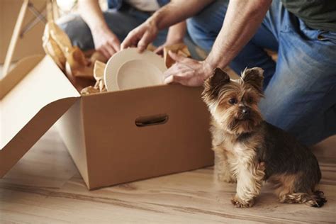 Pet Relocation 101 How To Move With A Dog Moving Advice From Hireahelper