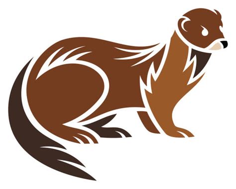 Weasel Stock Photos Pictures And Royalty Free Images Istock