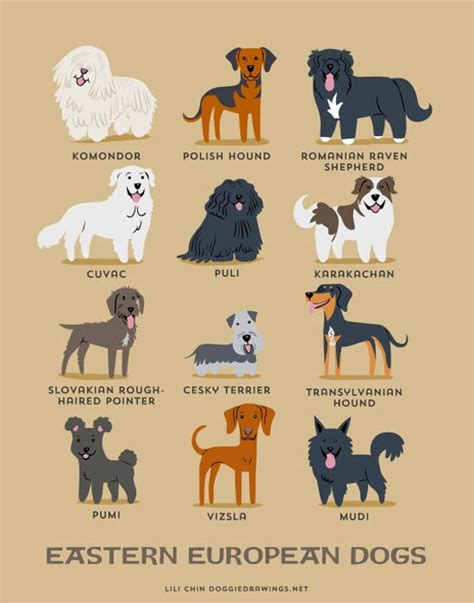 Dogs Of The World 192 Adorable Dog Breeds Illustration Grouped By