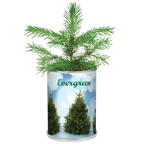 Where are christmas trees grown? Miniature Real Evergreen Christmas Tree In a Can Plant ...