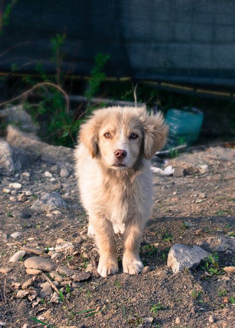 Free Images Puppy Animal Cute Pet Vertebrate Dog Breed Havanese