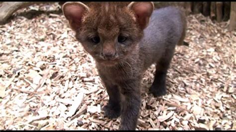 Jaguarundi Kittens I Котята ягуарунди Youtube