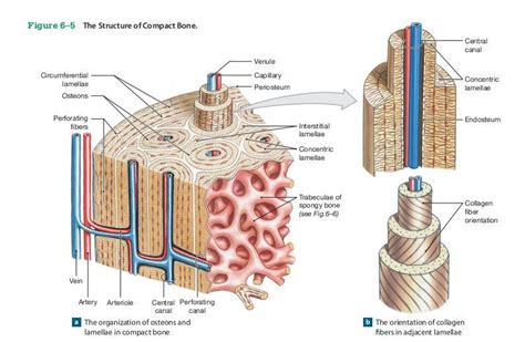 13 photos of the compact bone diagram labeled. Bio - The Skeletal System - StudyBlue
