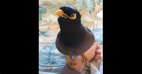 A Rescued Mynah Bird Has A Morning Chat With His Owner ♥ Hes So Cute