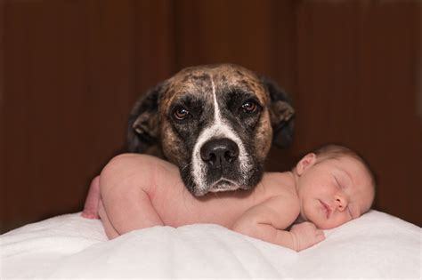 La presentación del nuevo bebé a nuestro perro Adopta un