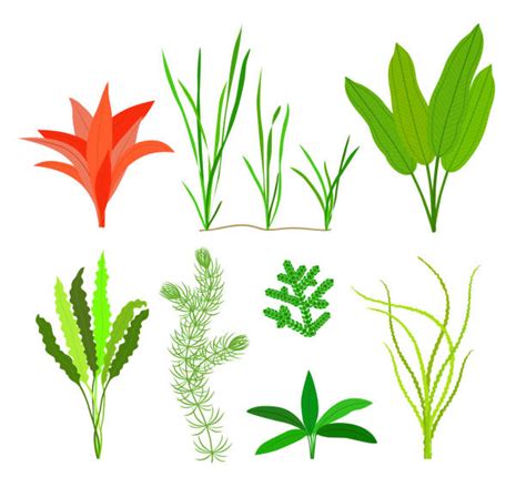 Download animal and plant life images and photos. Best Kelp Illustrations, Royalty-Free Vector Graphics ...