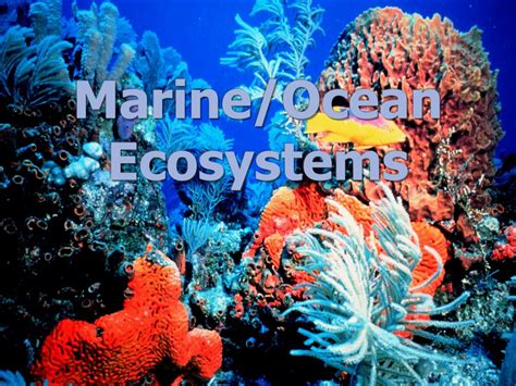 Ppt Marineocean Ecosystems Powerpoint Presentation Free Download