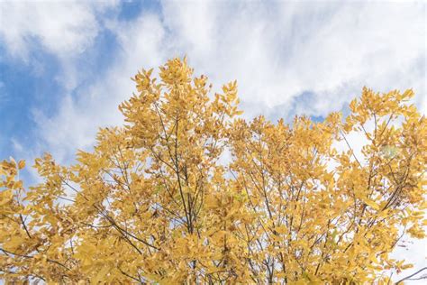 Fall Foliage Background Of Yellow Texas Cedar Elm Leaves Stock Image