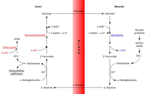 Glucose Alanine Cycle Definition Steps And Reactions
