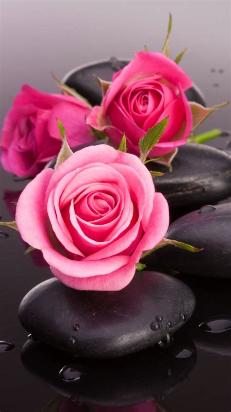 Check spelling or type a new query. http://www.vactualpapers.com/gallery/red-roses-on-wet ...