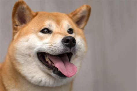 Shiba Inu Características Comportamiento Y Cuidados