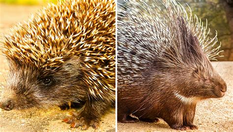 Top 10 Difference Between Hedgehog And Porcupine