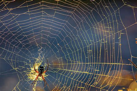 Yellow Garden Orb Weaver Spider In Paris Texas Photograph By Cavan