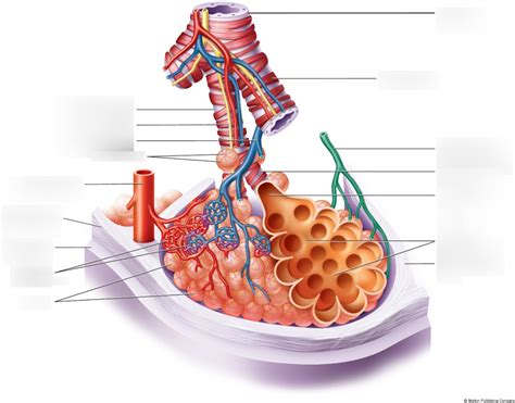Terminal Bronchioles And Alveoli Diagram Quizlet