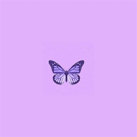 Purple Butterfly Pfp Purple Butterfly Purple Butterfly