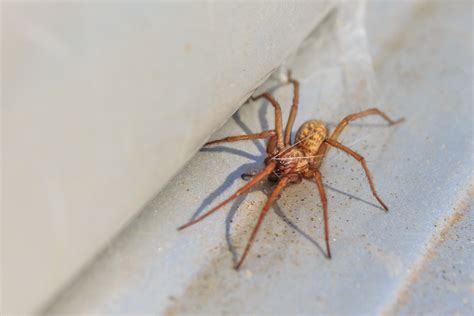 Hobo Spiders What They Eat Where They Live And More