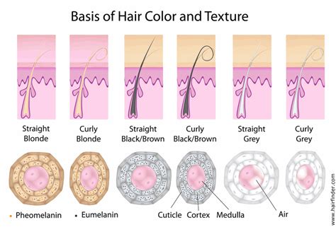 Why And How Does Hair Turn Gray Factors That Can Affect The Rate At