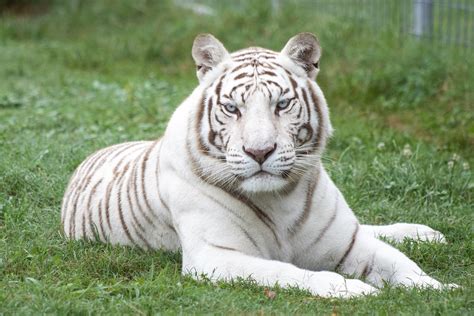 White Tiger - What S The Meaning Of A White Tiger - White tigers need