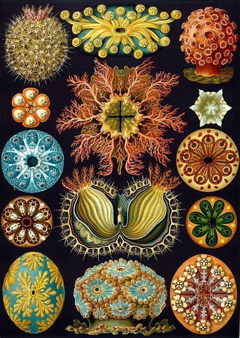 10 Ilustrações De Ernst Haeckel Que Misturam Arte E Ciência Mega Curioso