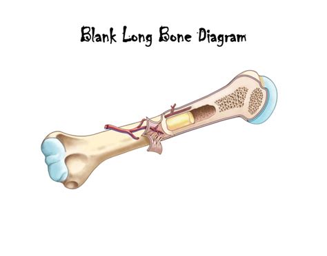 This is an online quiz called long bone diagram labeling. Structure of a Long Bone