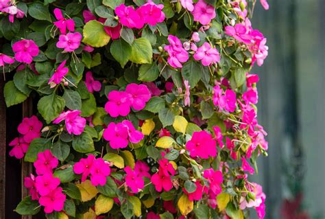 11 Best Shade Plants To Grow Along A North Facing Wall