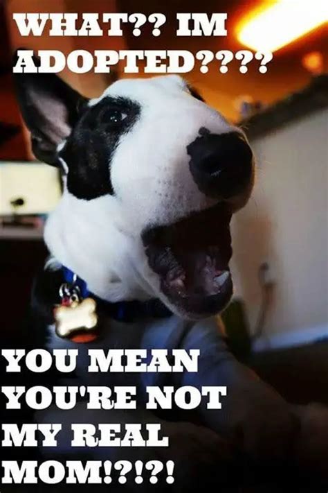 21 Funny English Bull Terrier Memes Page 4 The Paws