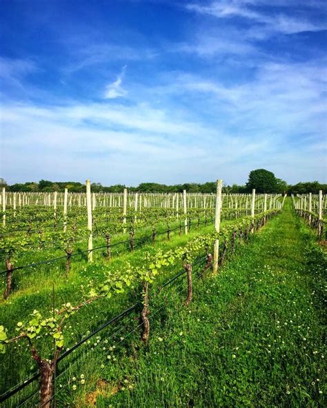 Long Island Wineries And Vineyards Guide Long Island