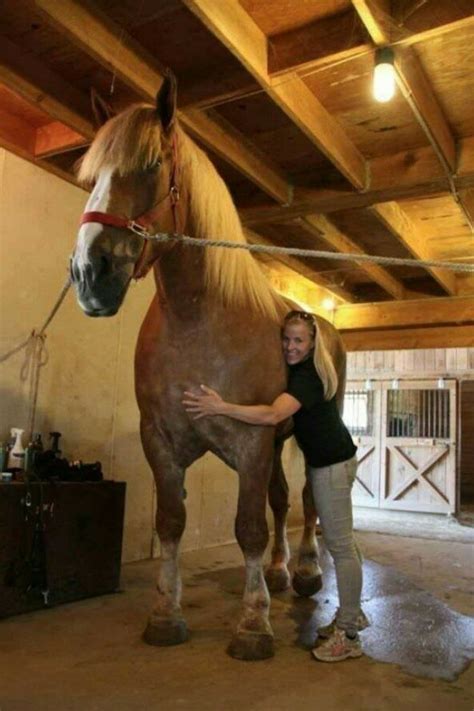 Le Plus Grand Cheval Du Monde La Beauté Vit Aux États Unis Monde