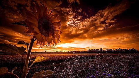 Sunset Wallpaper Aesthetic Sunflower Sunflower Aesthetic Sunset