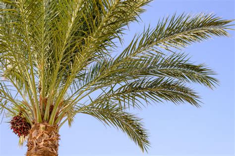 Fronds Of A Date Palm Stock Photo Image Of Nature Date 117634712