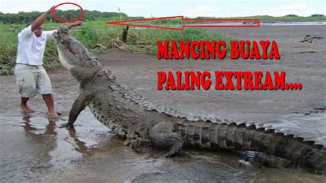 Pastinya anda semua paham betul dengan nama binatang buas yang satu ini. paling berbahaya video memancing buaya raksasa terbesar di ...