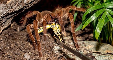 13 Interesting Facts About Tarantulas