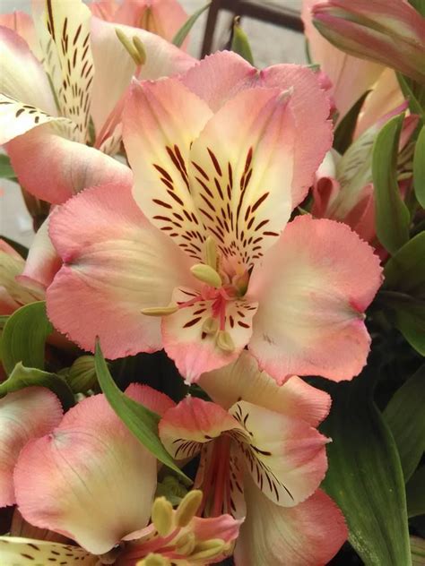 Hope you have the happiest of days. Pin by Kurtz Florist on Kurtz Florist Fresh Flowers ...