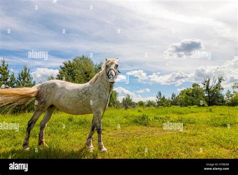 Beautiful White Horse On Pasture With Green Grass Stock Photo Alamy