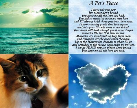 Our pets have become so much more than just an 'accessory', or necessary creature to keep us safe or assist in our daily lives. a pet's peace - Beautiful Pictures Photo (32454748) - Fanpop