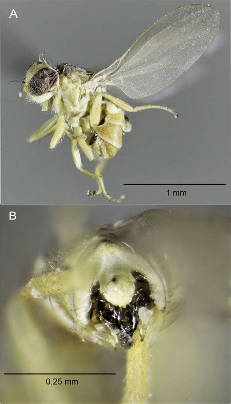 Aphaniosoma Angulitergum Sp Nov ♂ Holotype Smnhtau 405819 A