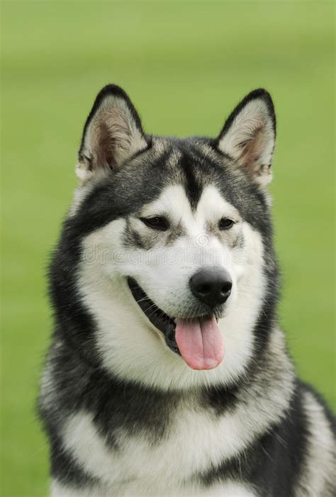 Tu sitio del porno sexo por dinero. Perro Del Malamute De Alaska Foto de archivo - Imagen de ...